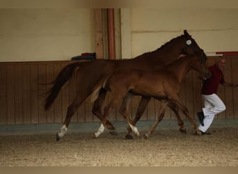 German Sport Horse, Mare, Foal (02/2025), Chestnut-Red