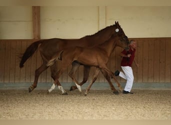 German Sport Horse, Mare, Foal (02/2025), Chestnut-Red
