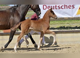 German Sport Horse, Mare, Foal (03/2026), Chestnut-Red