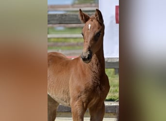 German Sport Horse, Mare, Foal (03/2026), Chestnut-Red