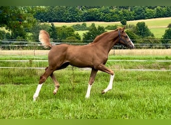 German Sport Horse, Mare, Foal (04/2025), Chestnut-Red