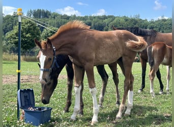 German Sport Horse, Mare, Foal (04/2025), Chestnut-Red