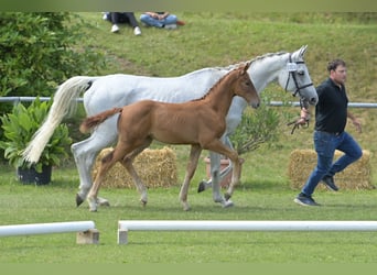 German Sport Horse, Mare, Foal (04/2025), Chestnut-Red