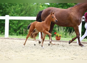German Sport Horse, Mare, Foal (05/2025)