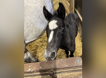 German Sport Horse, Mare, Foal (04/2025), Grey