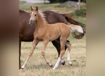 German Sport Horse, Mare, Foal (06/2026), Palomino