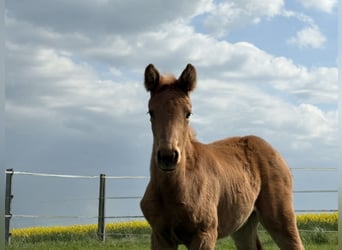German Sport Horse, Mare, Foal (02/2026), Palomino