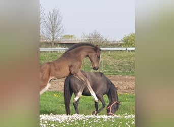 German Sport Horse, Mare, Foal (02/2024)