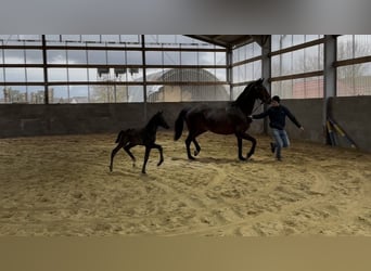 German Sport Horse, Mare, Foal (03/2026), Smoky-Black