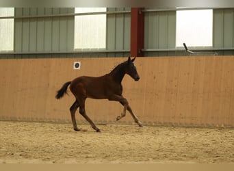 German Sport Horse, Mare, Foal (04/2024), Smoky-Black