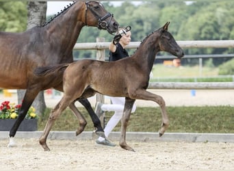 German Sport Horse, Mare, Foal (05/2025), Smoky-Black