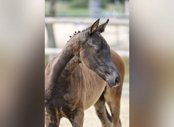 German Sport Horse, Mare, Foal (05/2025), Smoky-Black