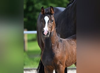 German Sport Horse, Mare, , Smoky-Black