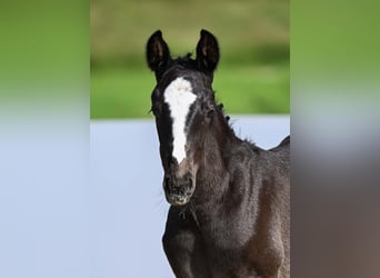 German Sport Horse, Mare, Foal (05/2025), Smoky-Black