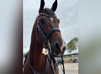 German Sport Horse, Stallion, 12 years, 16,3 hh, Brown