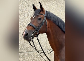 German Sport Horse, Stallion, 12 years, 17 hh, Brown