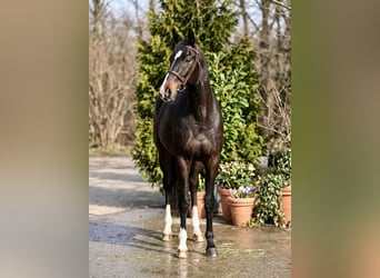 German Sport Horse, Stallion, 13 years