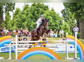 German Sport Horse, Stallion, 14 years, 17.2 hh, Bay-Dark