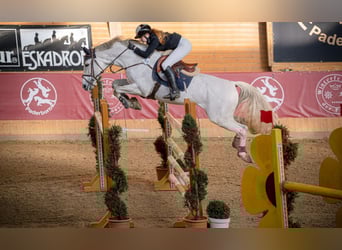 German Sport Horse, Stallion, 16 years, 16 hh, Grey