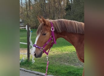 German Sport Horse, Stallion, 1 year, 14.2 hh, Chestnut-Red