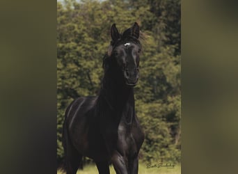 German Sport Horse, Stallion, 1 year, 15.1 hh, Smoky-Black