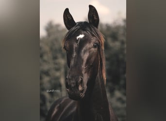 German Sport Horse, Stallion, 1 year, 15.1 hh, Smoky-Black