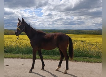 German Sport Horse, Stallion, 1 year, 15.1 hh, Smoky-Black