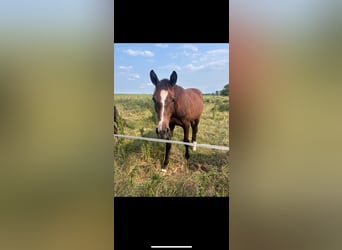 German Sport Horse, Stallion, 1 year, 15,3 hh, Can be white