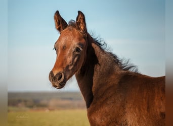 German Sport Horse, Stallion, 1 year, 16.1 hh, Brown