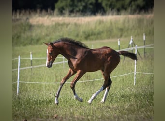 German Sport Horse, Stallion, 1 year, 16.1 hh, Brown