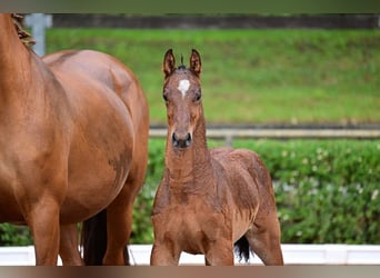 German Sport Horse, Stallion, 1 year, 16.1 hh, Brown