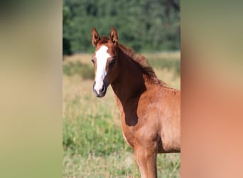 German Sport Horse, Stallion, 1 year, 16.1 hh, Chestnut-Red