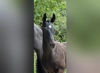 German Sport Horse, Stallion, 1 year, 16.2 hh, Bay-Dark