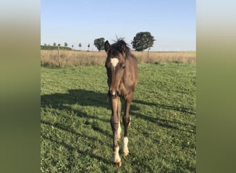 German Sport Horse, Stallion, 1 year, 16.2 hh, Brown
