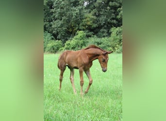 German Sport Horse, Stallion, 1 year, 16.2 hh, Chestnut