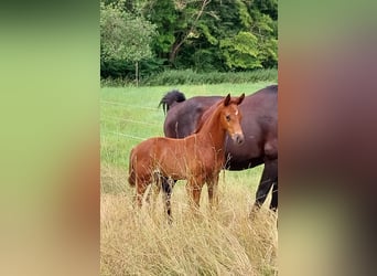 German Sport Horse, Stallion, 1 year, 16.2 hh, Chestnut