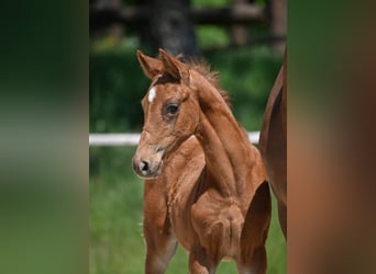 German Sport Horse, Stallion, 1 year, 16.2 hh, Chestnut-Red