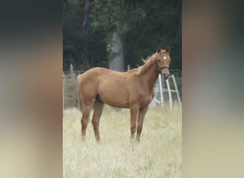 German Sport Horse, Stallion, 1 year, 16.2 hh, Chestnut-Red