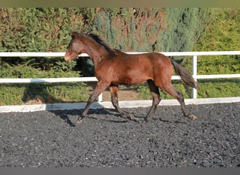 German Sport Horse, Stallion, 1 year, 16,3 hh, Bay-Dark