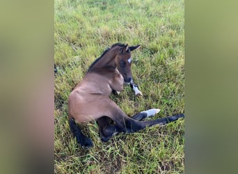 German Sport Horse, Stallion, 1 year, 16,3 hh, Gray