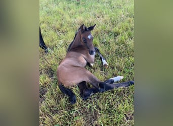 German Sport Horse, Stallion, 1 year, 16,3 hh, Gray