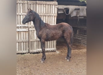 German Sport Horse, Stallion, 1 year, 16 hh, Black