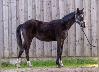German Sport Horse, Stallion, 1 year, 16 hh, Smoky-Black