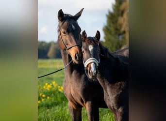 German Sport Horse, Stallion, 1 year, 16 hh, Smoky-Black