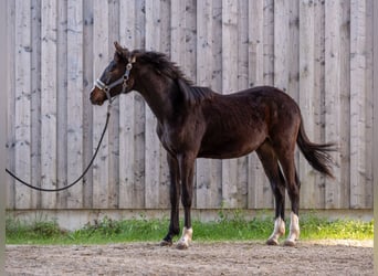 German Sport Horse, Stallion, 1 year, 16 hh, Smoky-Black