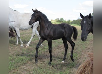 German Sport Horse, Stallion, 1 year, 16,2 hh, Black