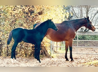 German Sport Horse, Stallion, 1 year, 16,2 hh, Black