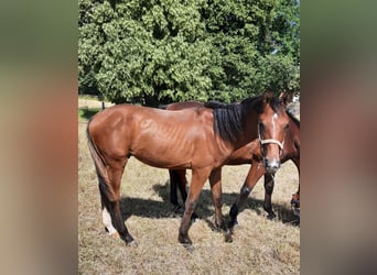 German Sport Horse, Stallion, 1 year, 16,3 hh, Brown
