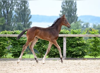 German Sport Horse, Stallion, 1 year, 17.2 hh, Bay-Dark