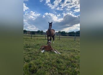 German Sport Horse, Stallion, 1 year, 17 hh, Brown